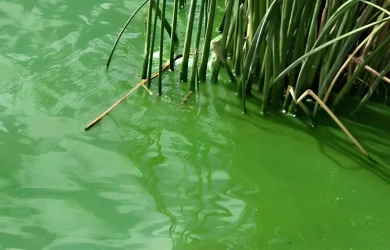 Alerta por cianobacterias en Balcarce: recomiendan extremar cuidados en espejos de agua