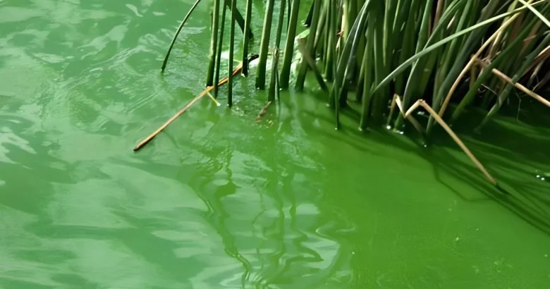 Alerta por cianobacterias en Balcarce: recomiendan extremar cuidados en espejos de agua Alerta por cianobacterias en Balcarce: recomiendan extremar cuidados en espejos de agua